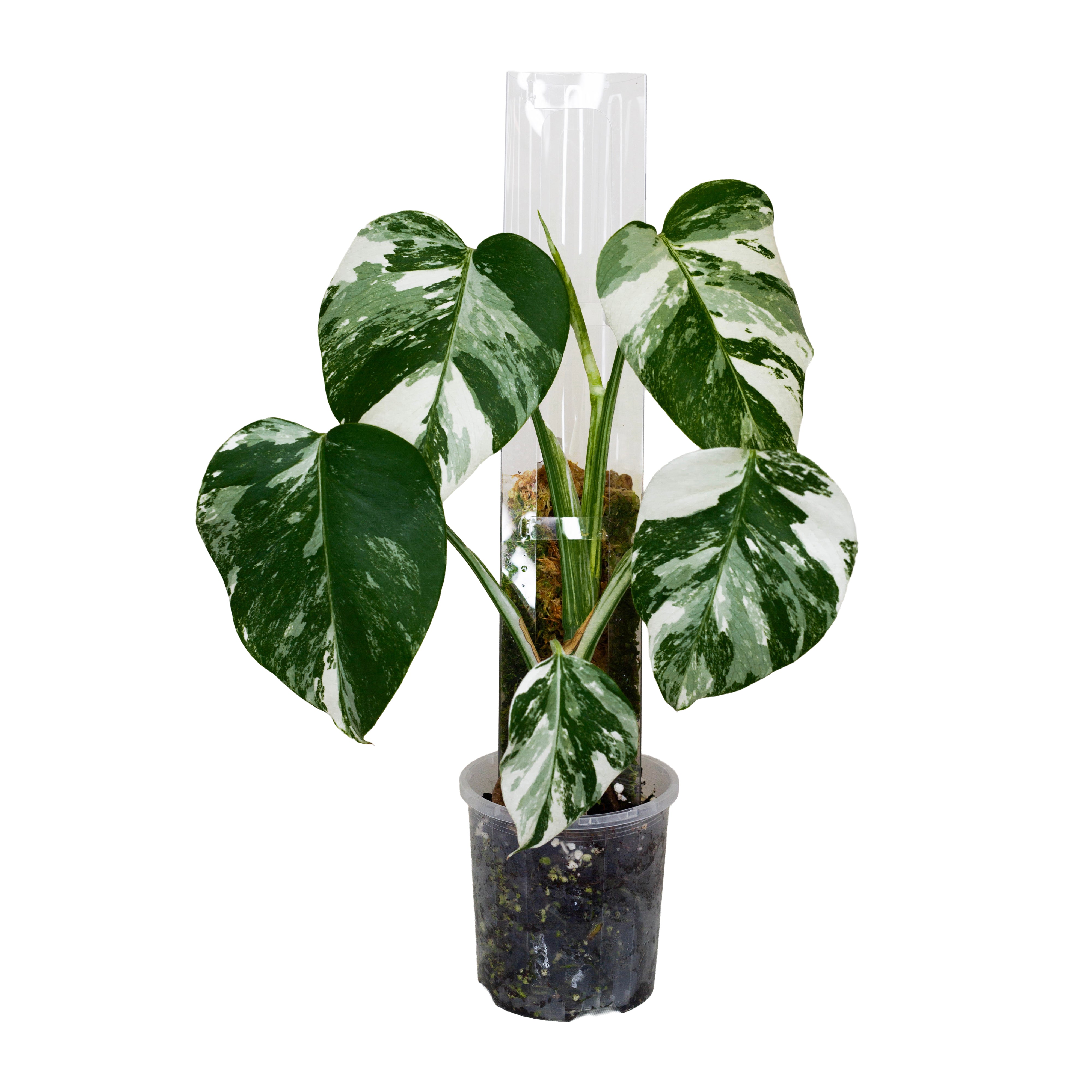 Front Opening Moss Poles