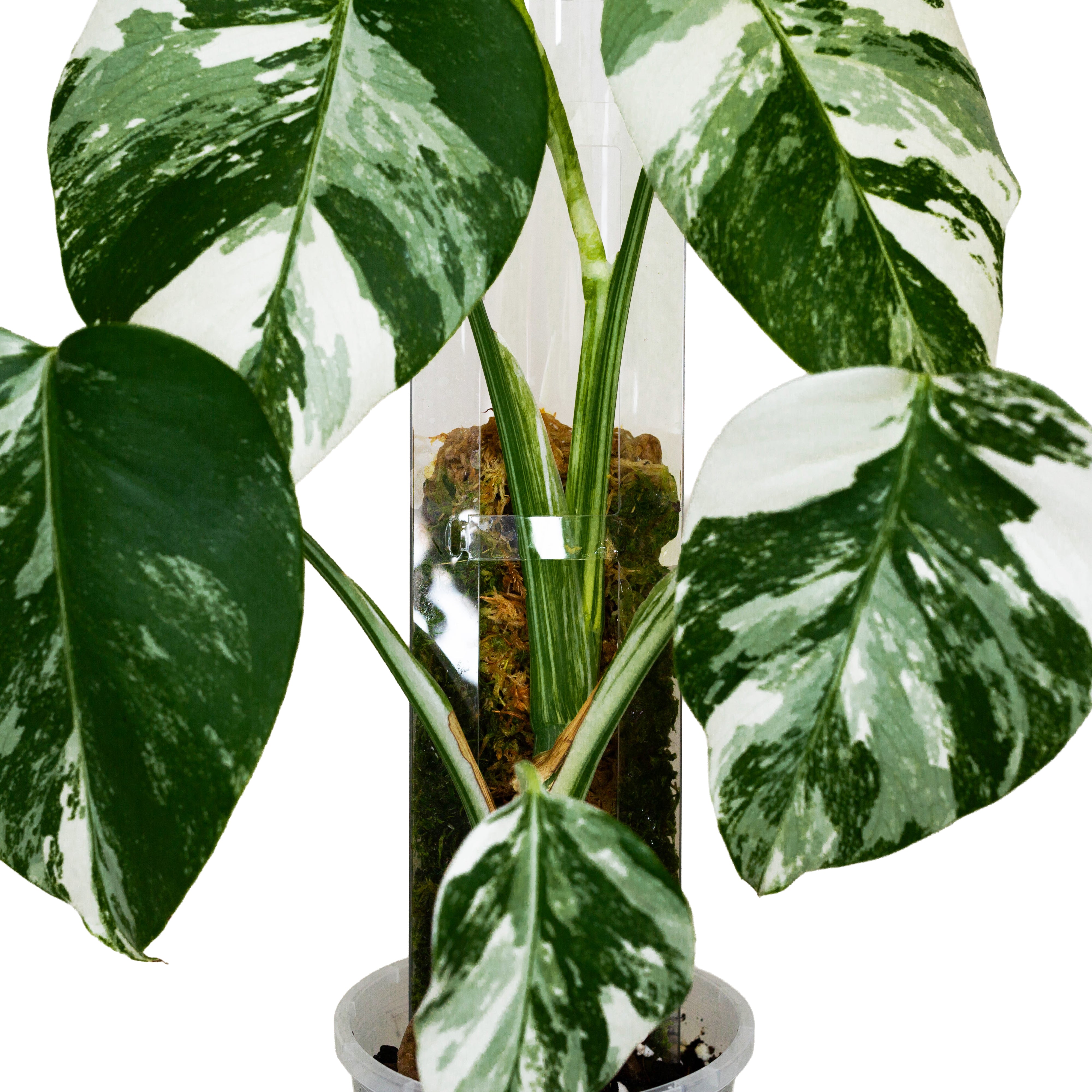 Front Opening Moss Poles