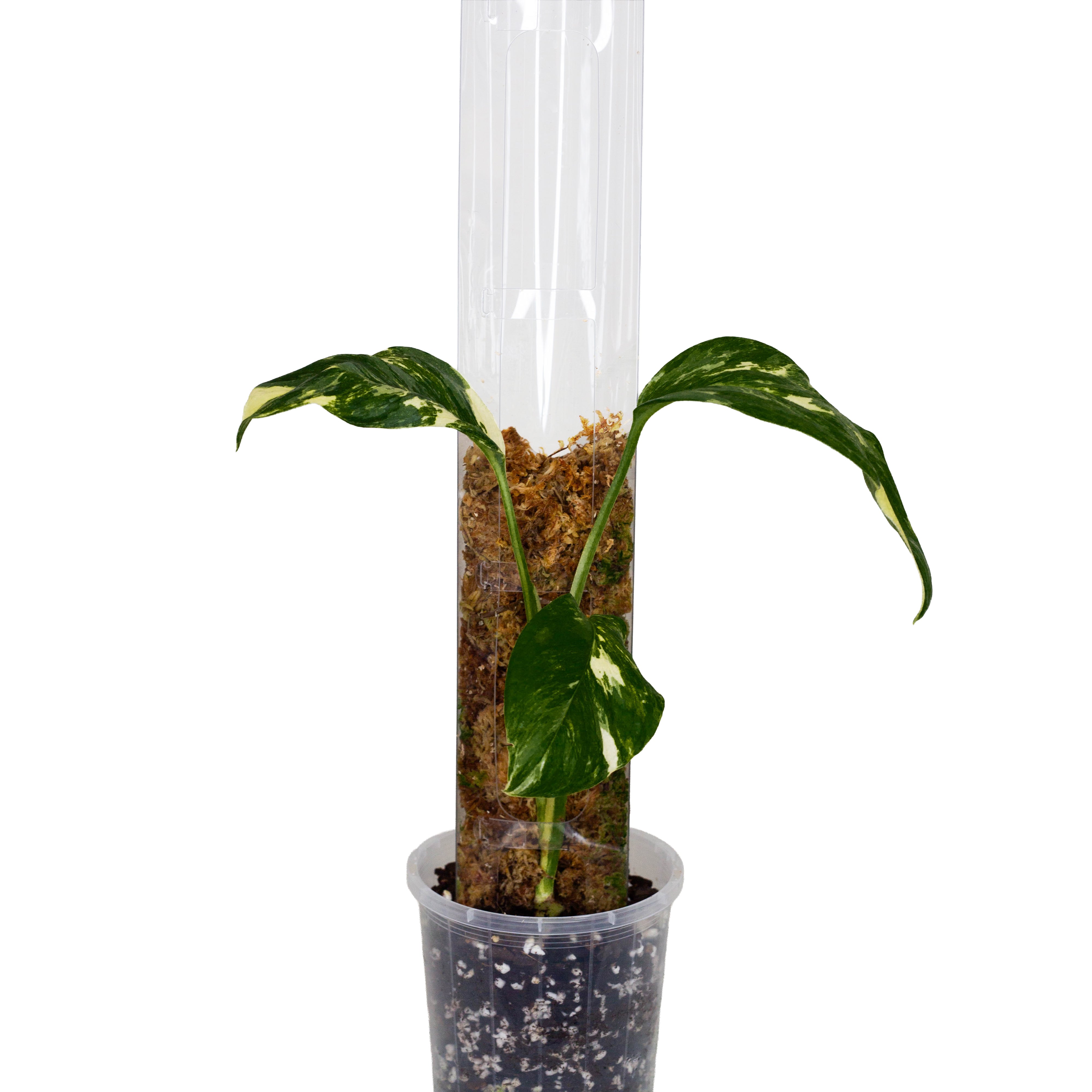 Front Opening Moss Poles